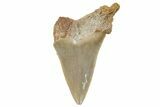 Bargain, Serrated, Angustidens Tooth - Megalodon Ancestor #257692-1